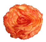 King Large Rose. Salmon/Orange Flamenco Flower. 17cm 7.480€ #504190119NR48